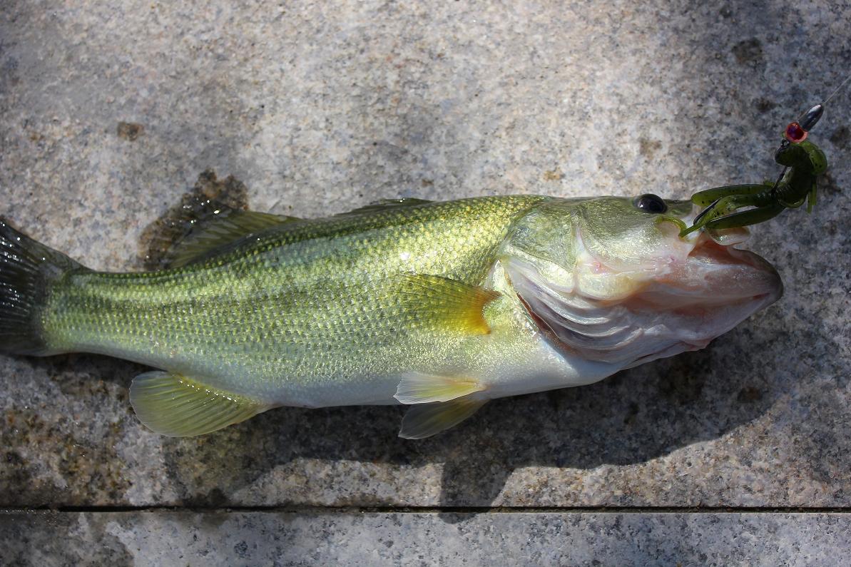 bass fishing黑鲈之家