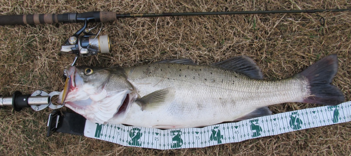 可能是泰州地区第一尾出水的野生七星鲈(代发)