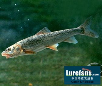 中国淡水鱼-高原鱼类