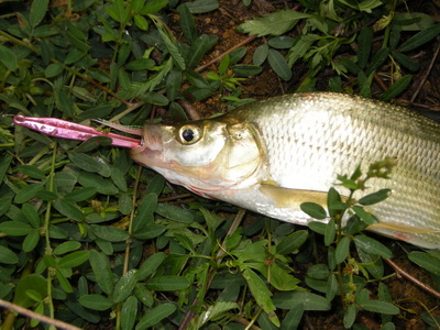 鱼类简介版 区分红鲌