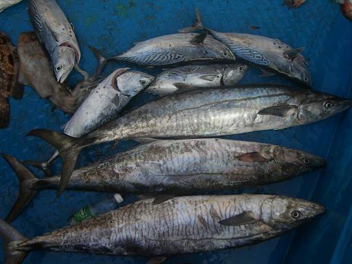 25大青针渔获,看片