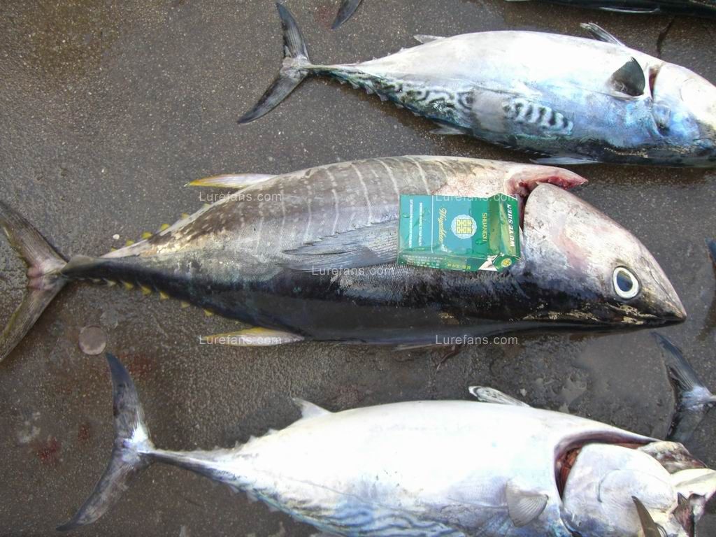 小战大青针黄旗鱼12斤 烟仔