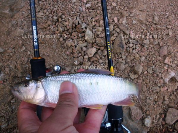 测试钓之屋纺车轮