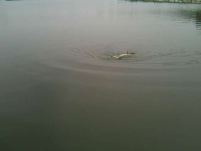 20110809133153.jpg