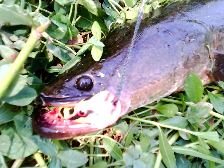 IMG0193A.jpg