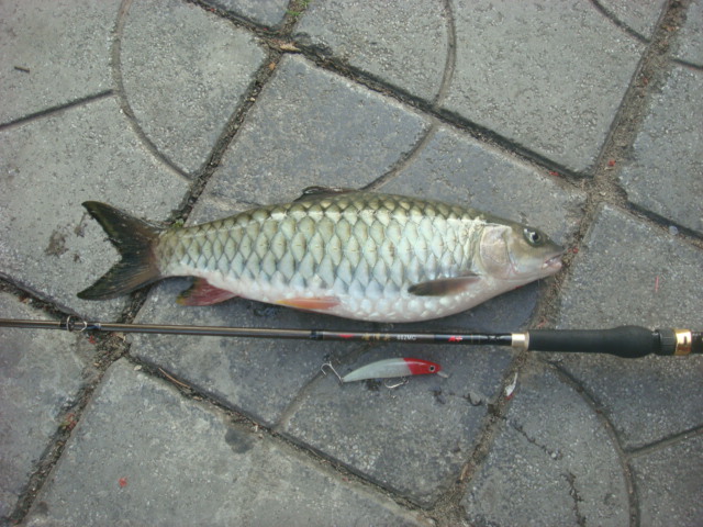 DSC03856.JPG