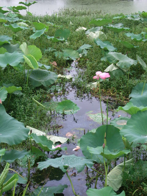 ʪĵط.JPG