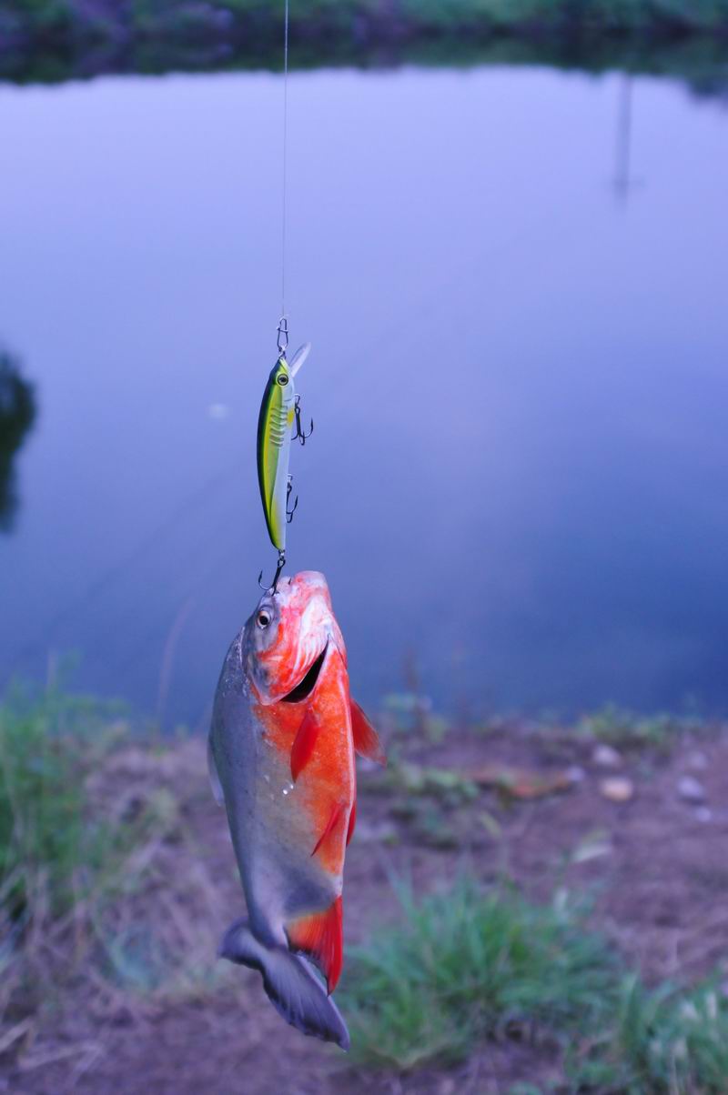 DSC_7647.JPG