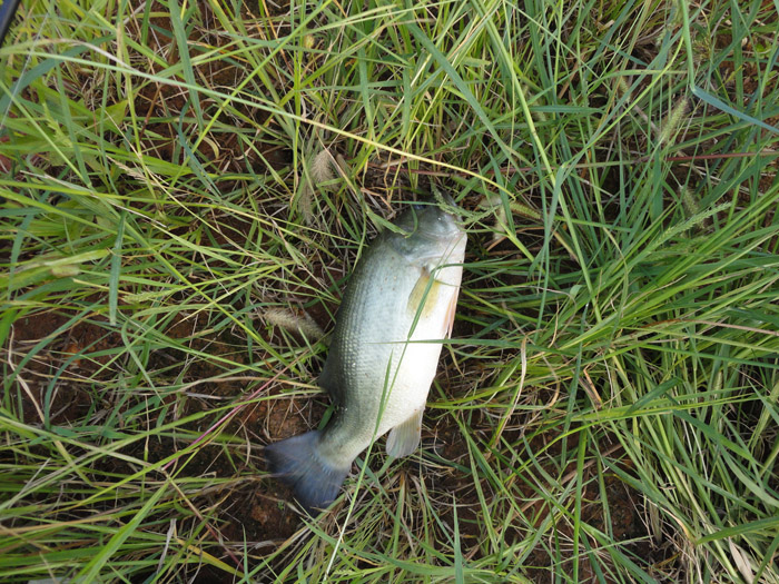 BASSе㺦ߣݴԶ.jpg