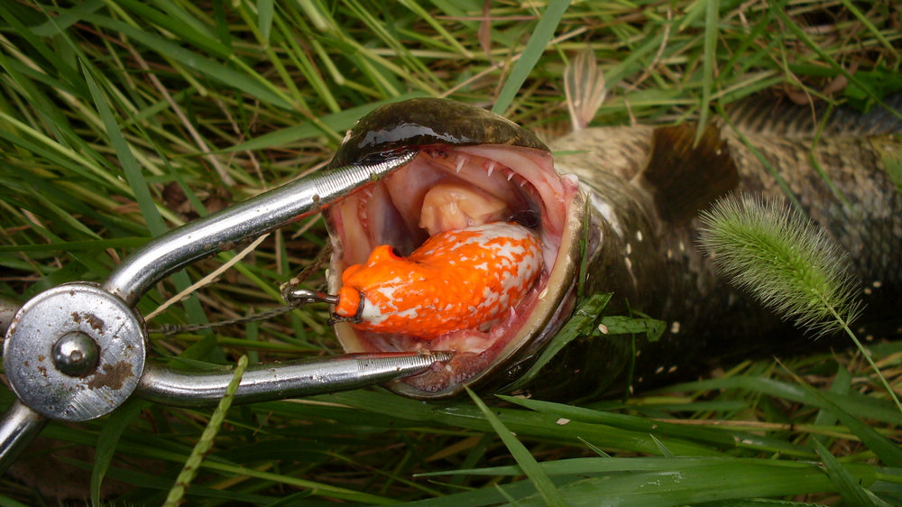 SDC15280.JPG