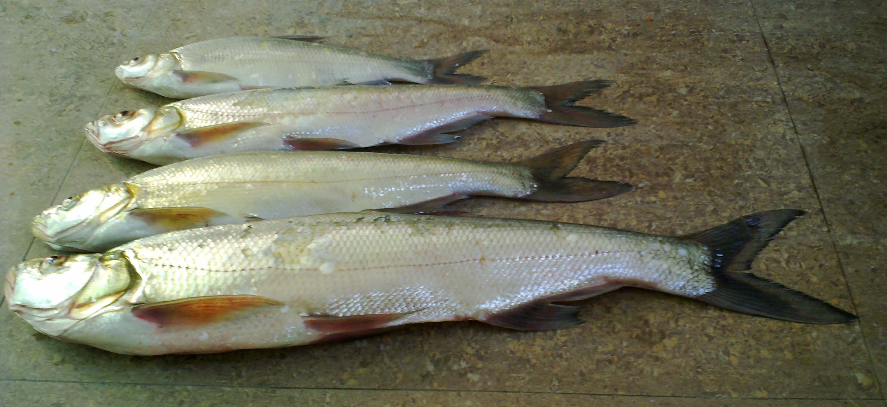 20110916296.jpg