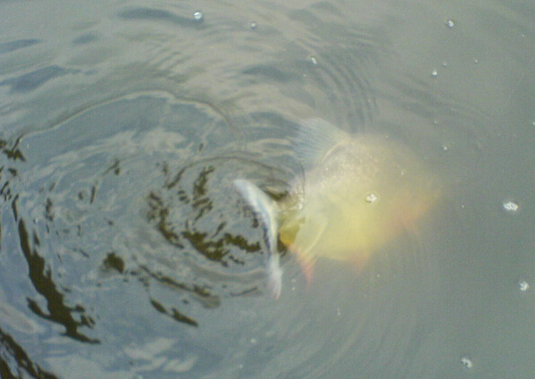 DSC02709.jpg