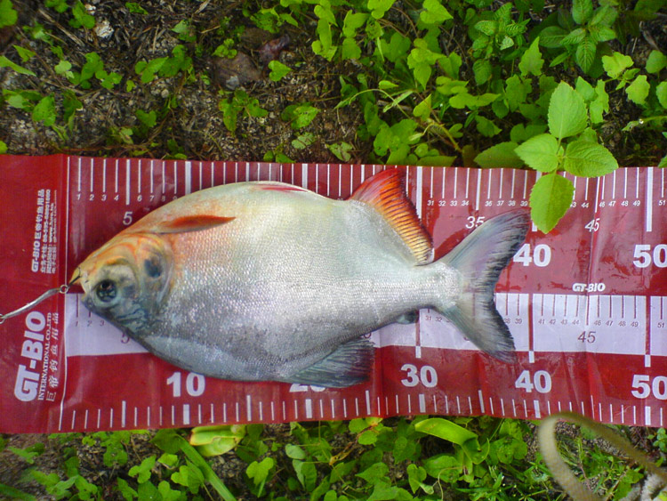 DSC02711.jpg