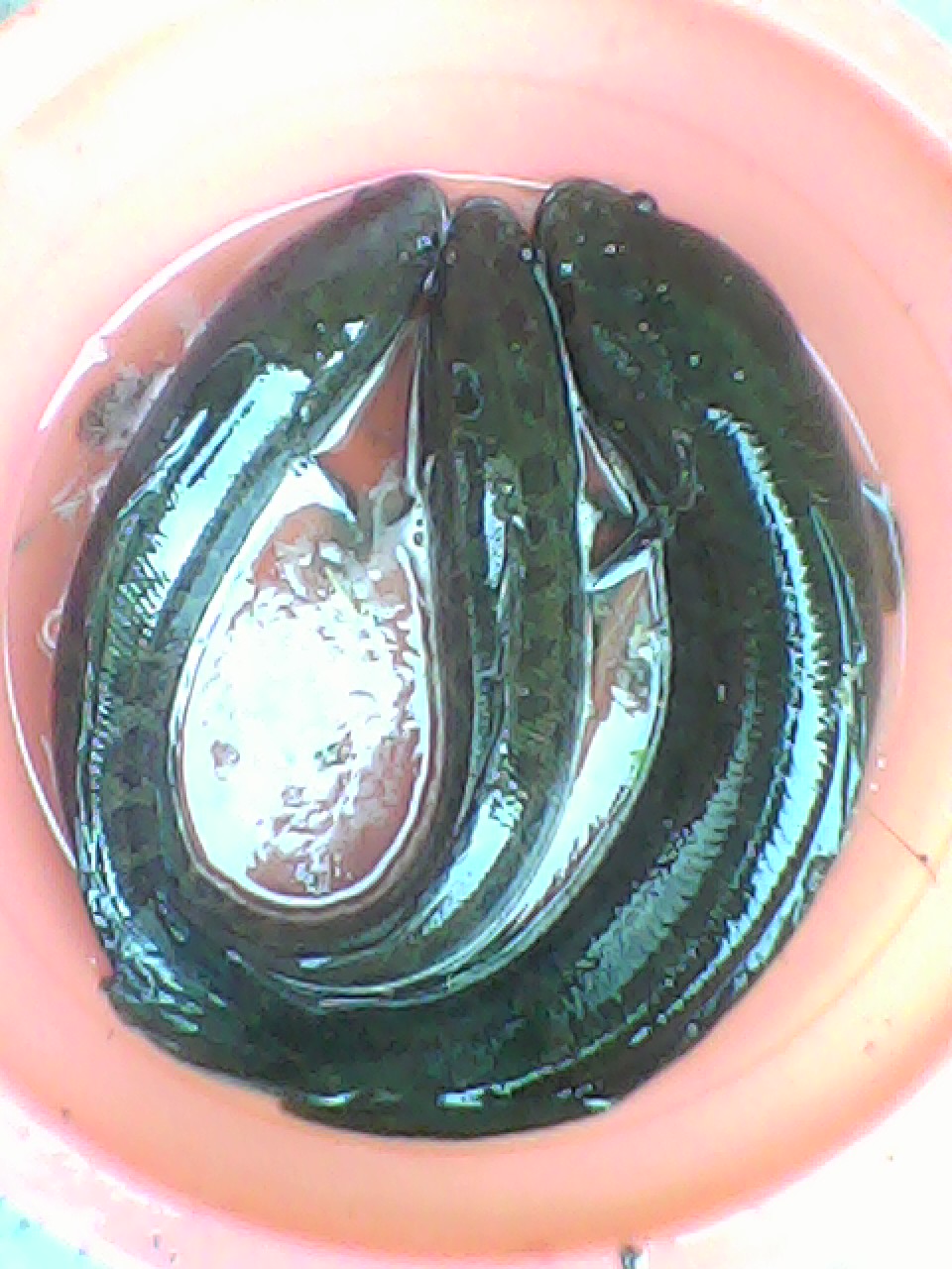 Image001.jpg