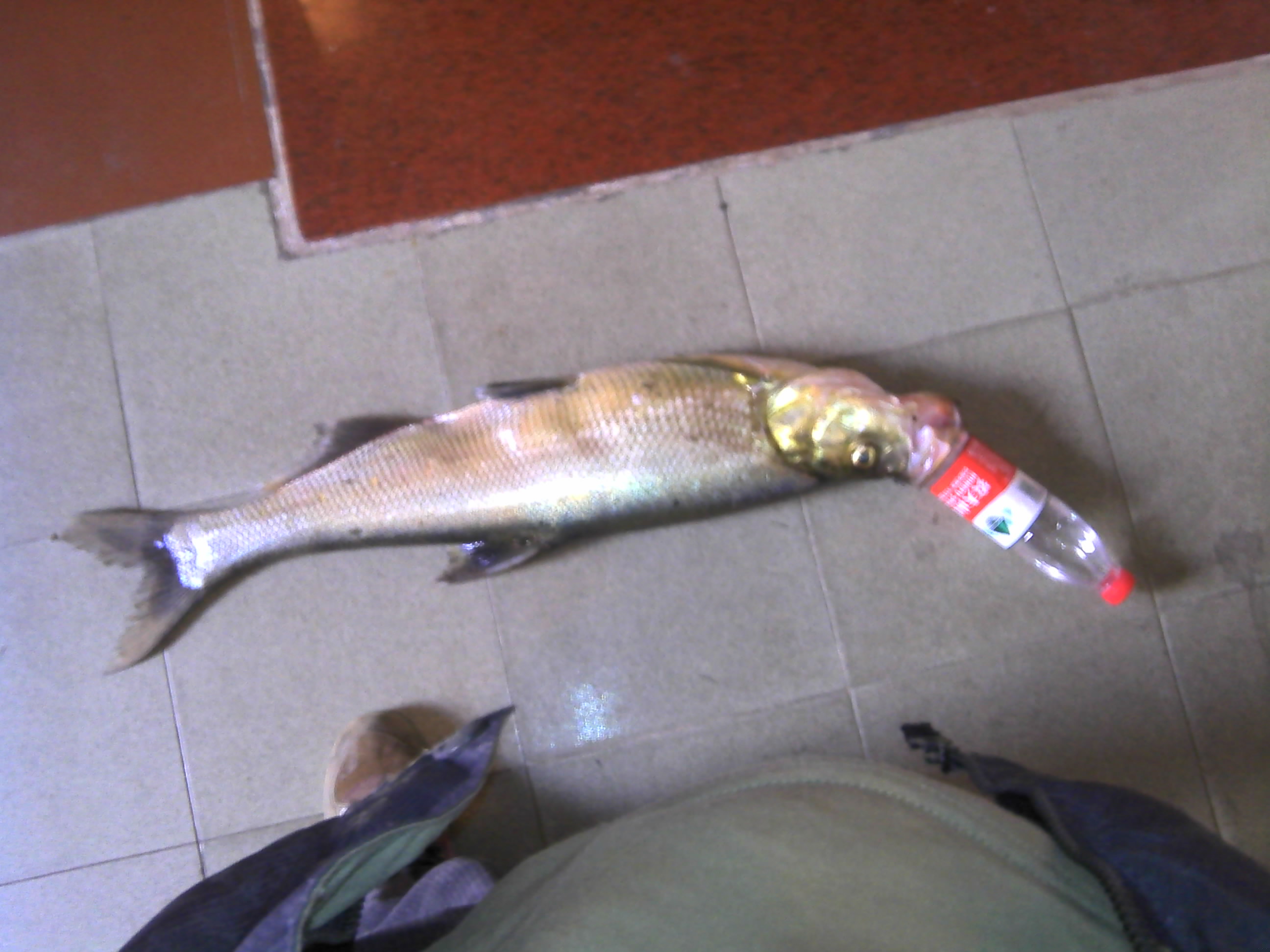 IMG00098.jpg