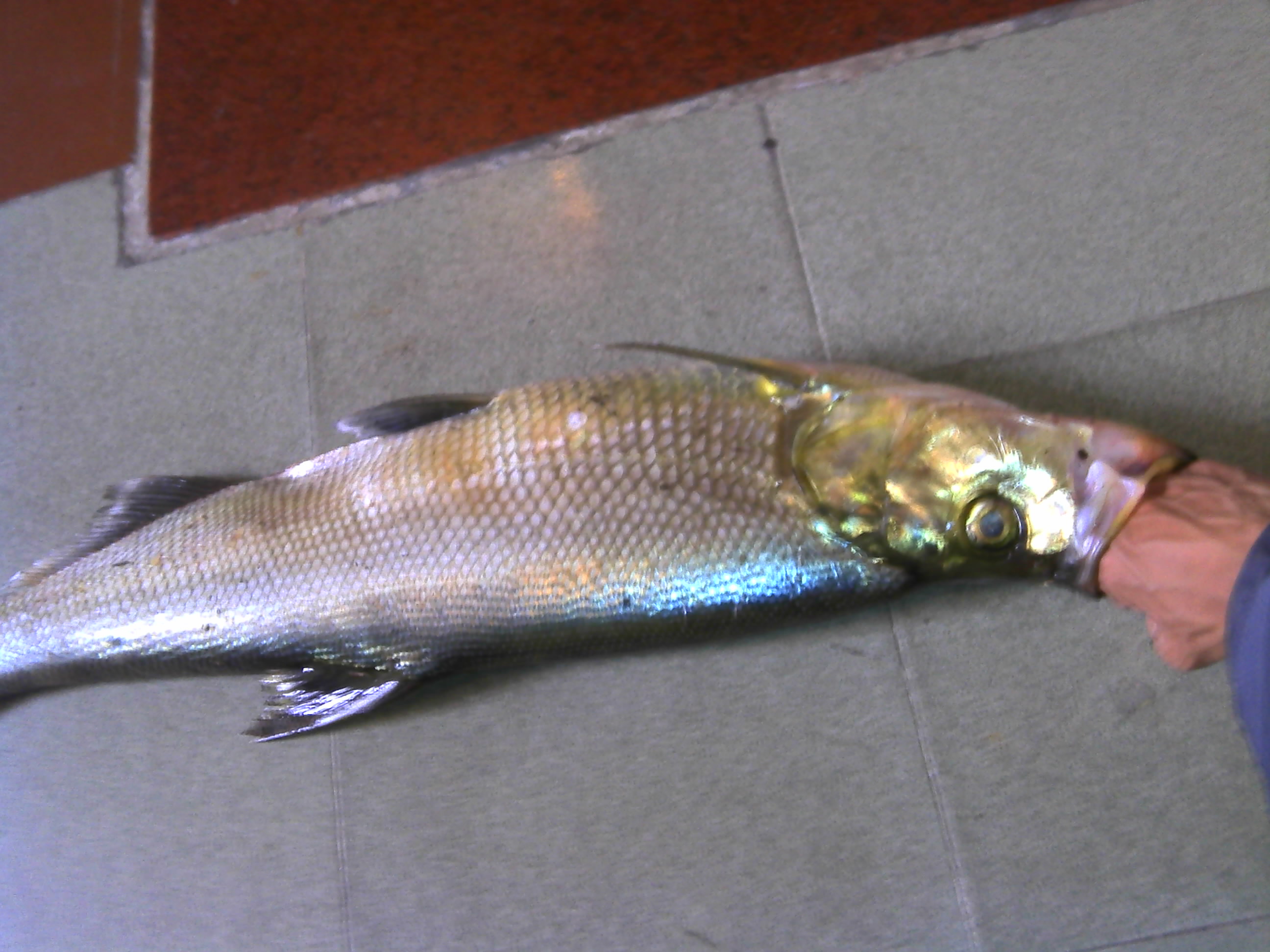 IMG00095.jpg