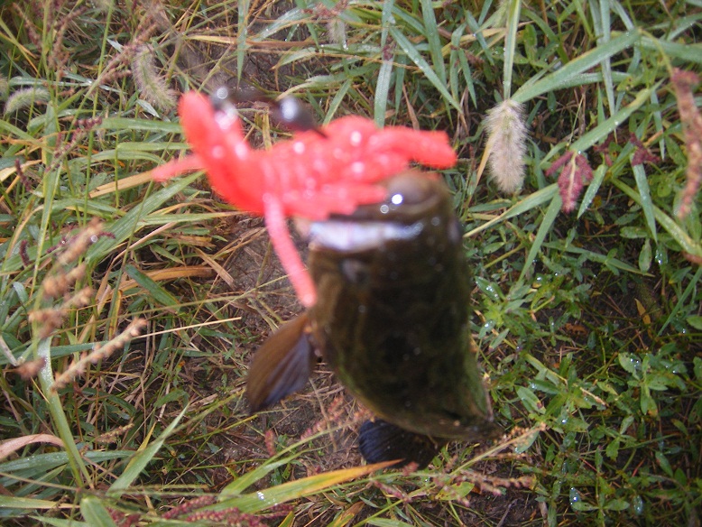DSCF0120.JPG