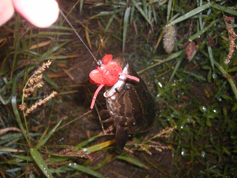 DSCF0121.JPG