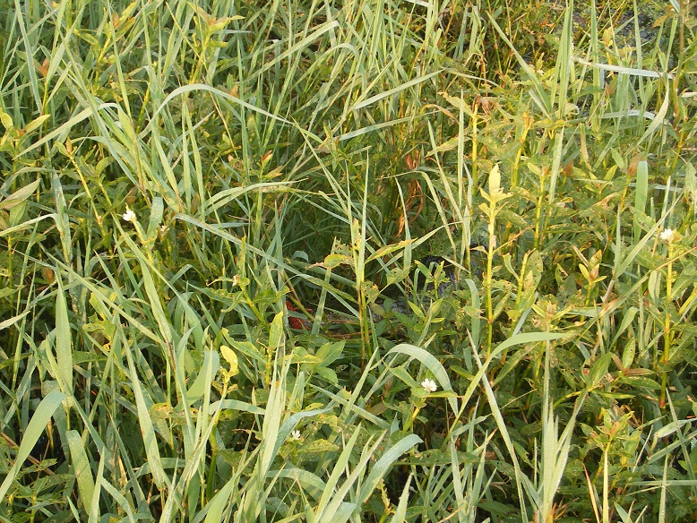 DSCF0124.JPG