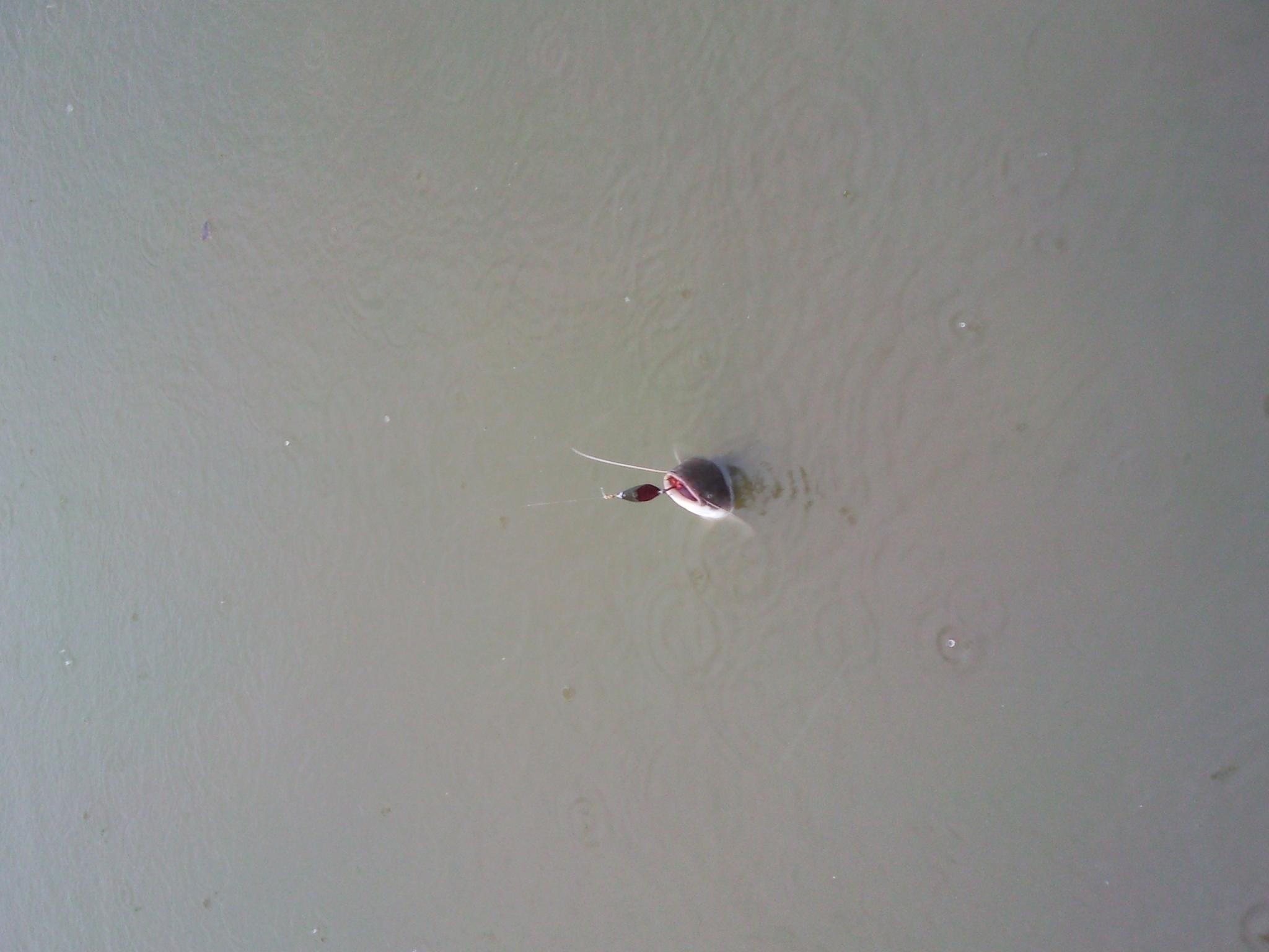 SNC00538e.JPG