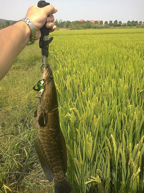 20110922550.jpg