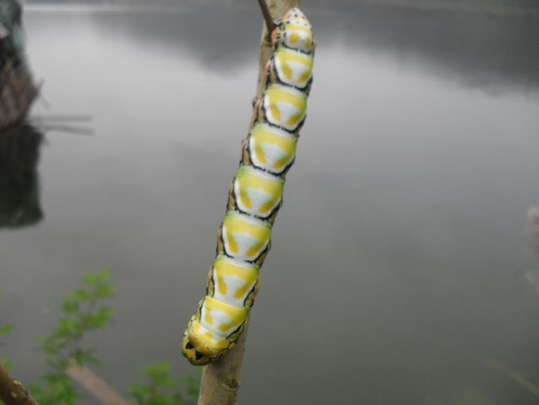 ʲô?˵