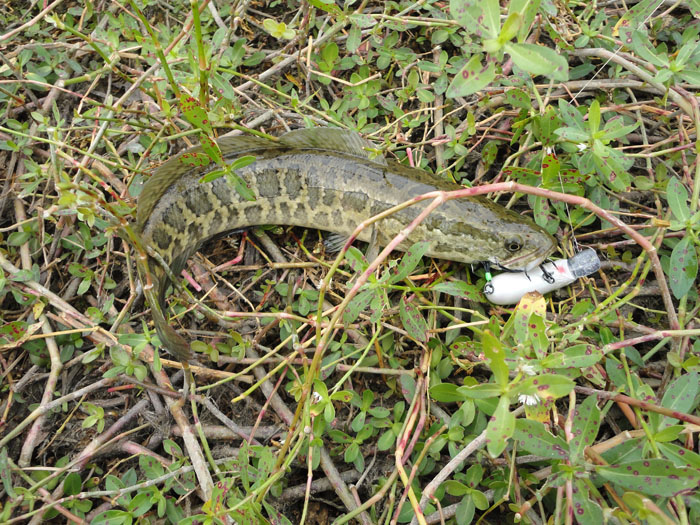 CC-60·Сһ.jpg