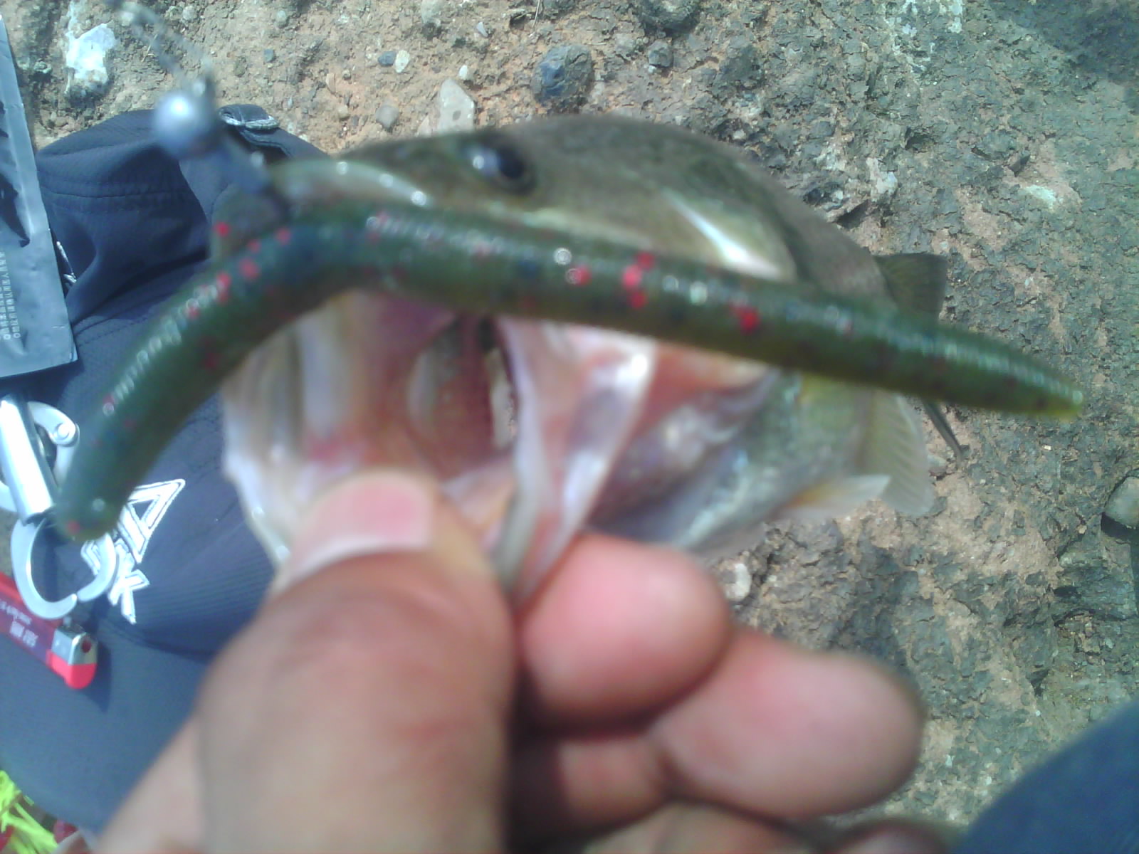 IMG0694B.jpg