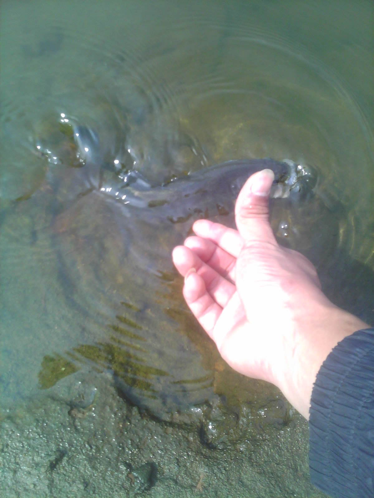 IMG0698B.jpg