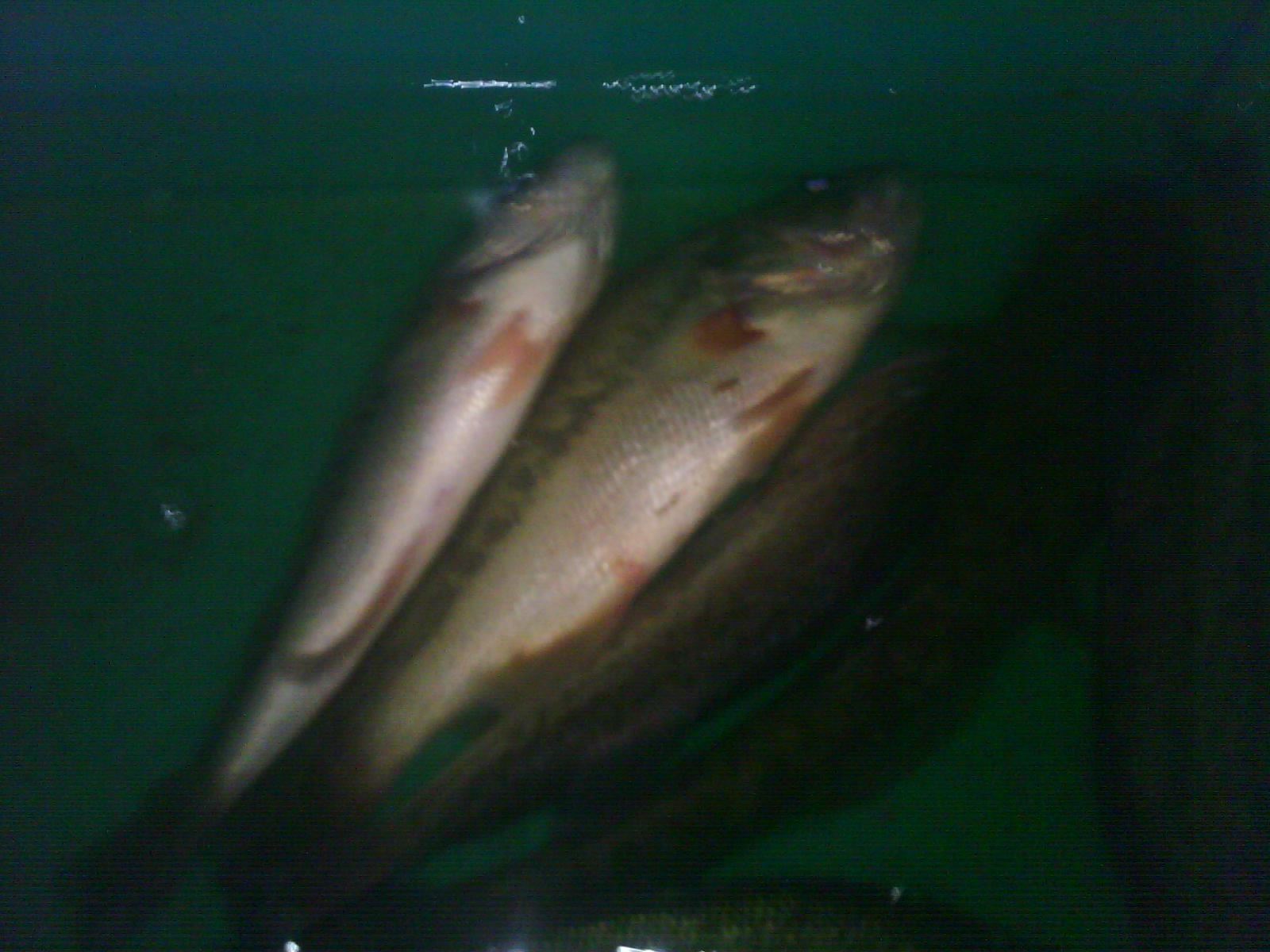 IMG0708B.jpg