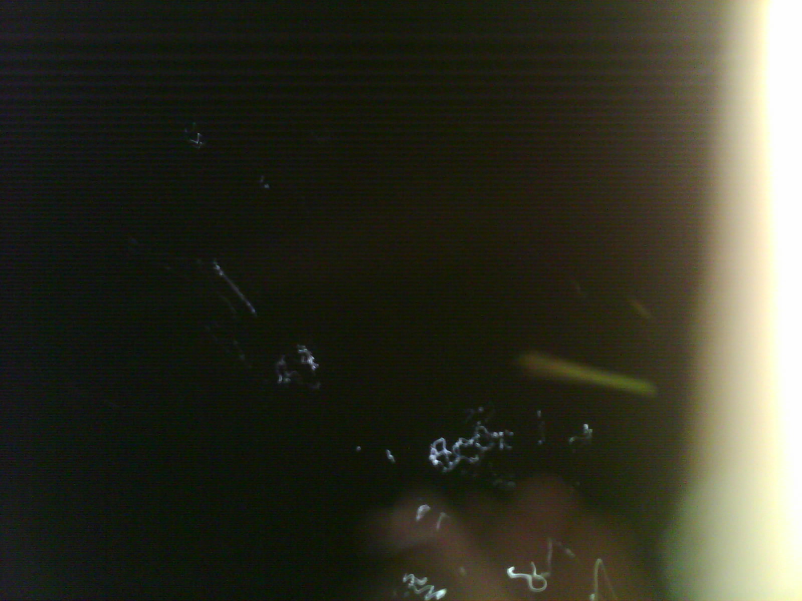 IMG0710B.jpg