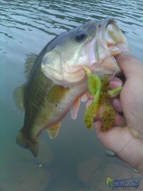 IMG0763A.jpg