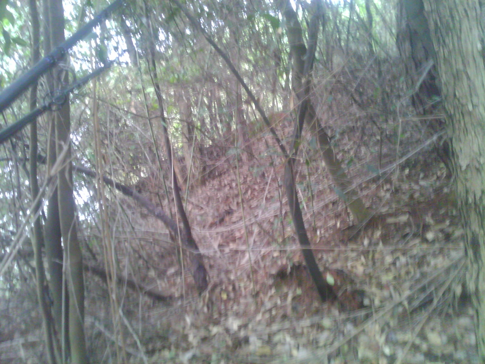 IMG0787A.jpg