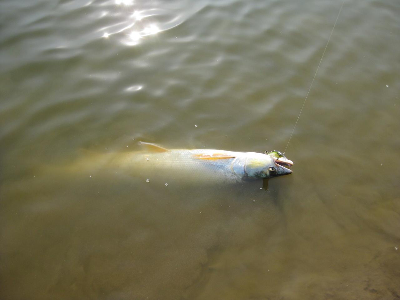 IMG_4751.jpg