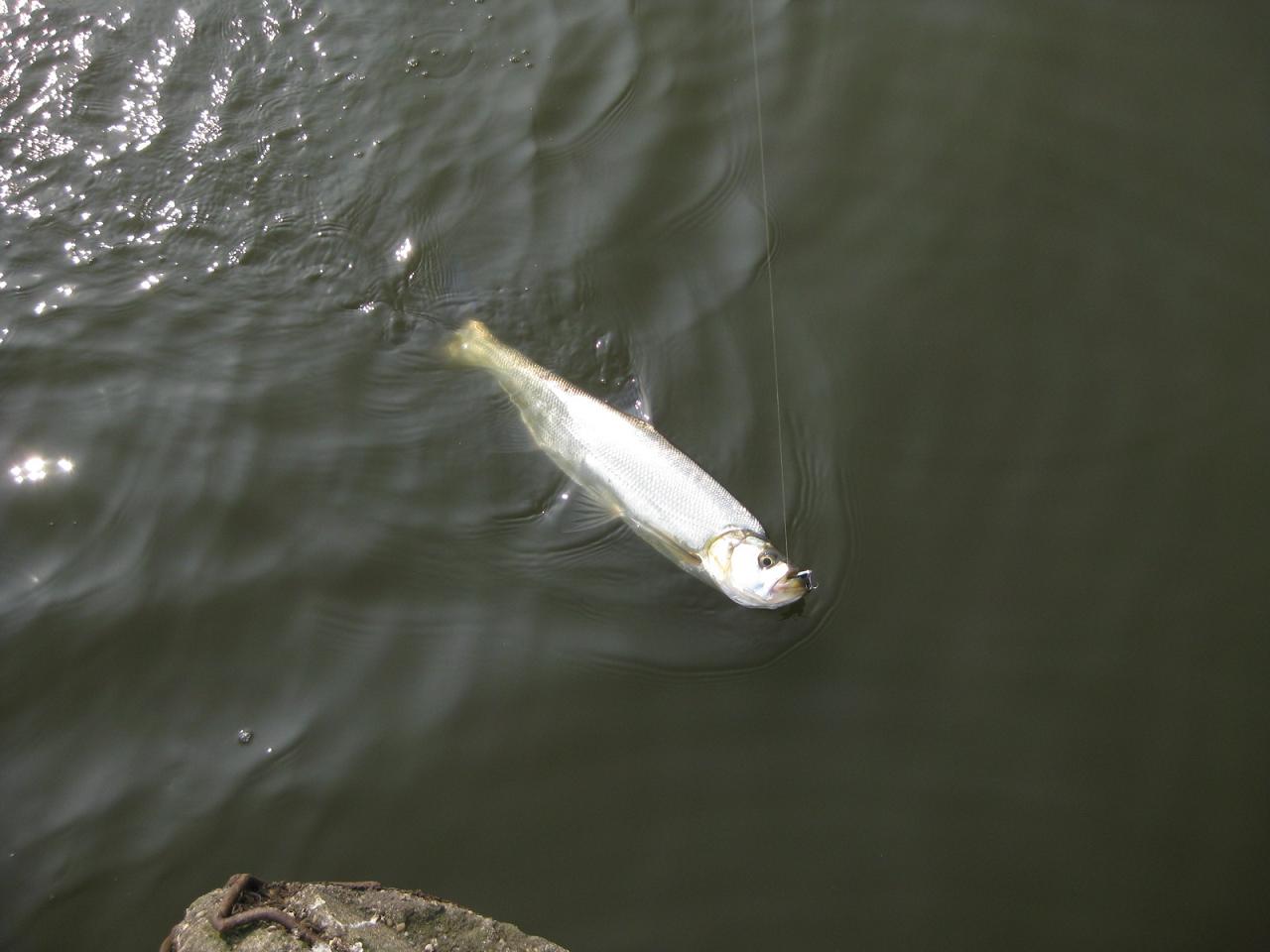 IMG_4820.jpg