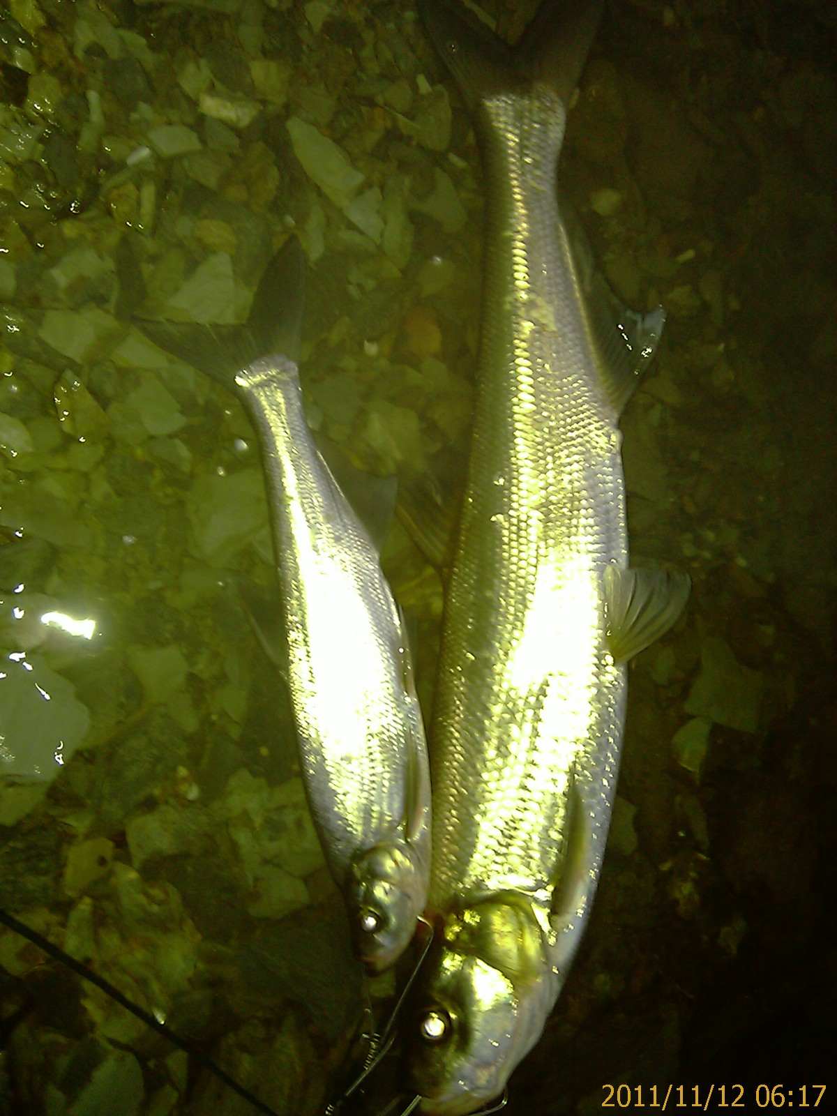 IMAG0256.jpg