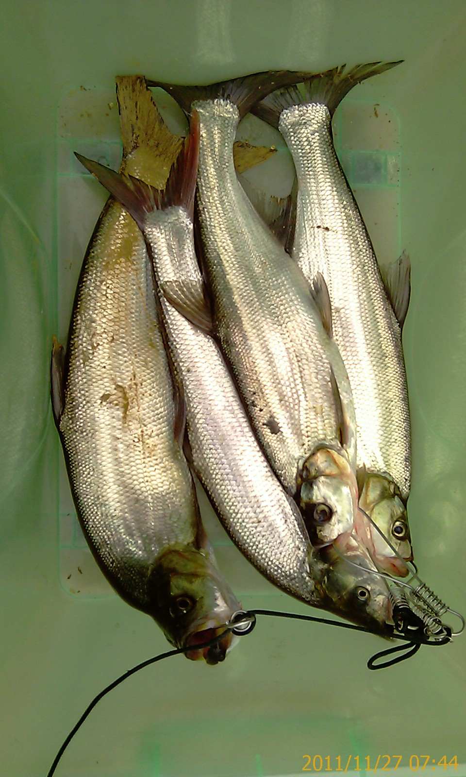 IMAG0272.jpg