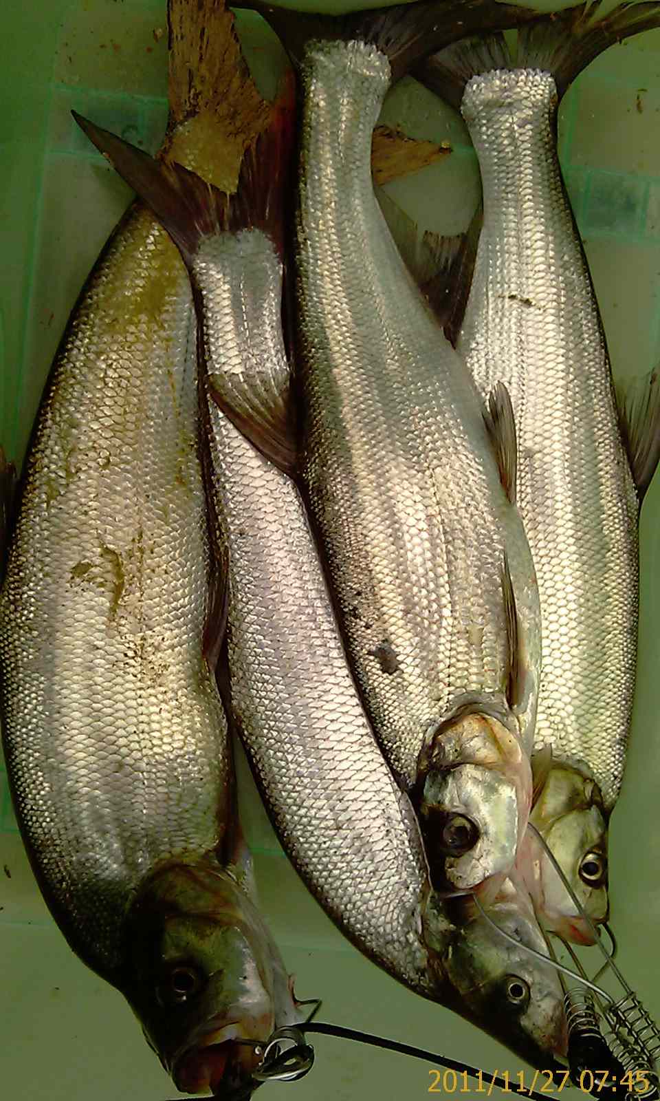 IMAG0276.jpg