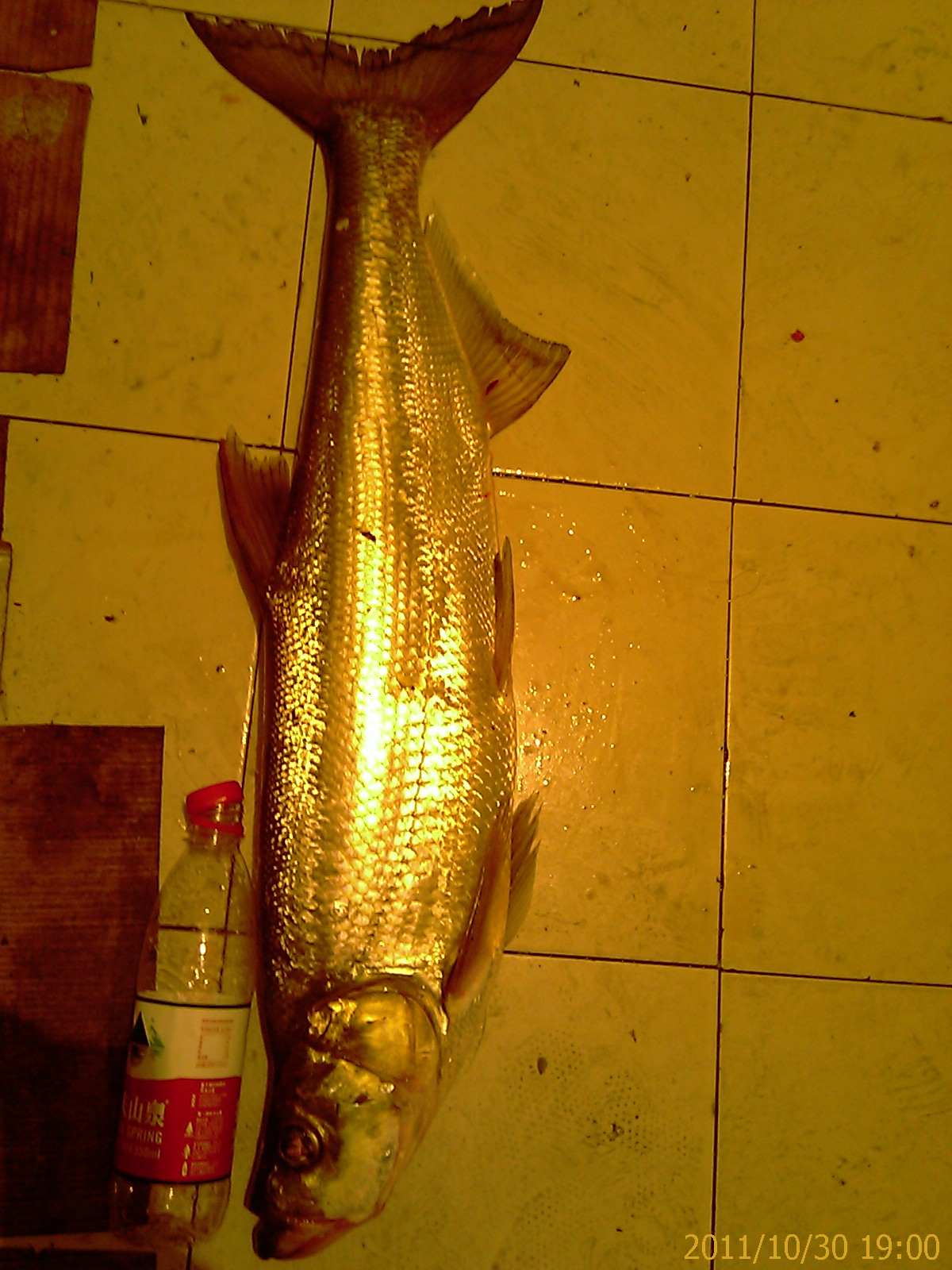 IMAG0244.jpg
