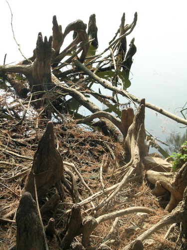 DSCN1415.jpg