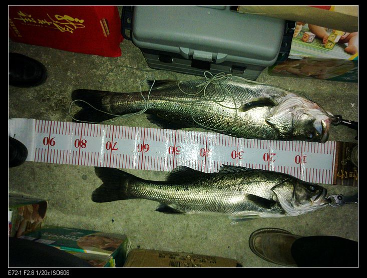83cm3.jpg
