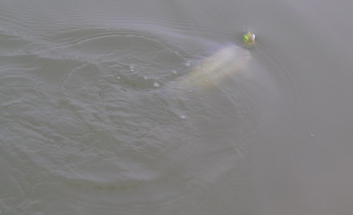 DSCN1957.jpg