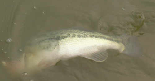 DSCN2129.jpg