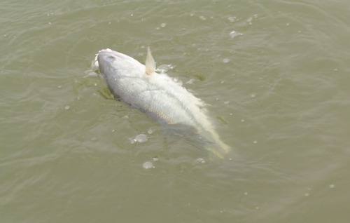 DSCN2132.jpg