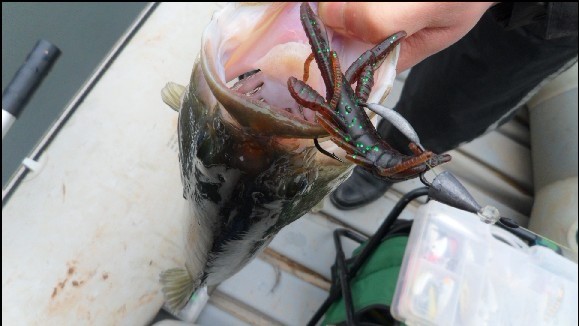 BASS14.5.jpg