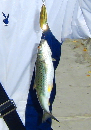 CIMG0908.jpg
