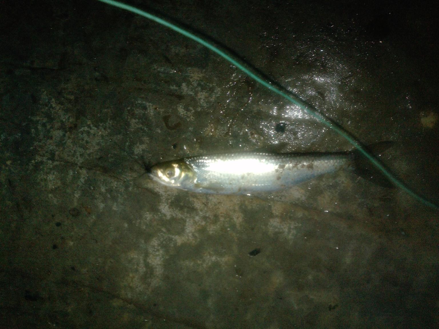 P1851_24-02-12.JPG