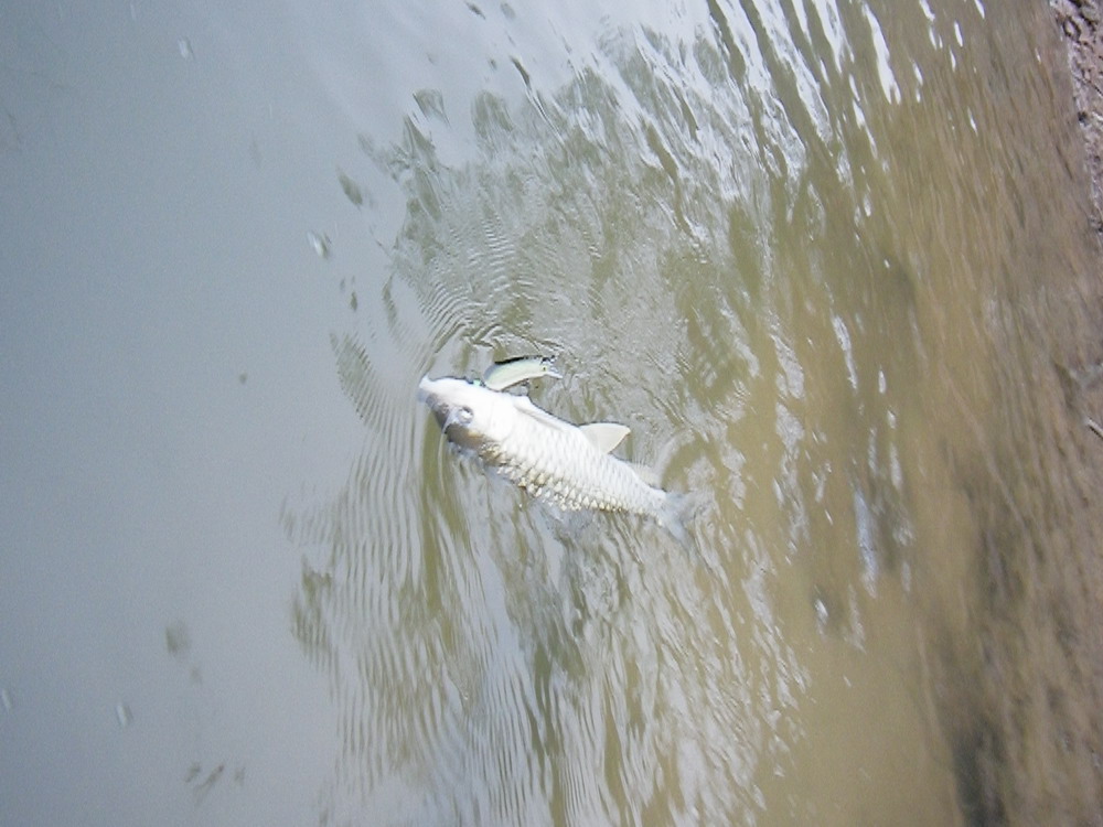 IMGP4124.JPG