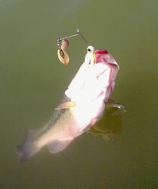 20120312706.jpg