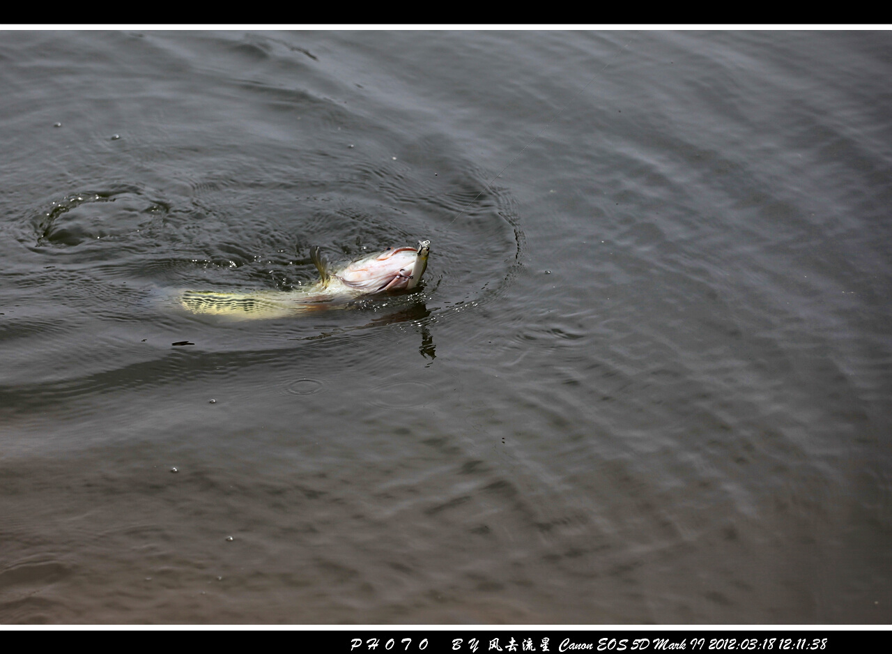 IMG_1763a.jpg